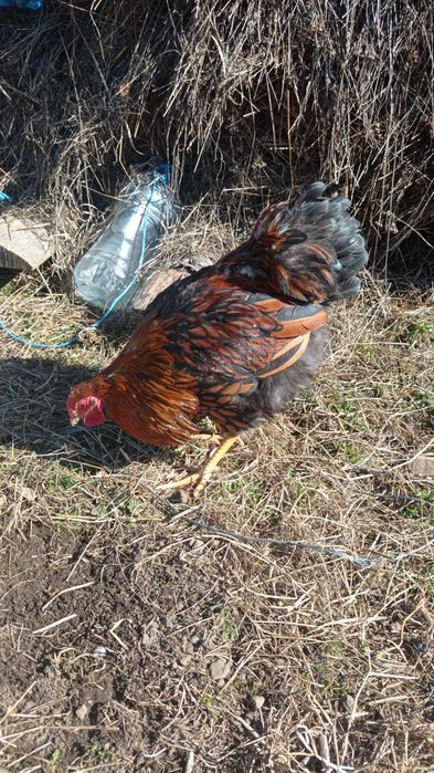 Vând cocoș australop, cocoș moțat,o pereche viandote și 6 rate mute.