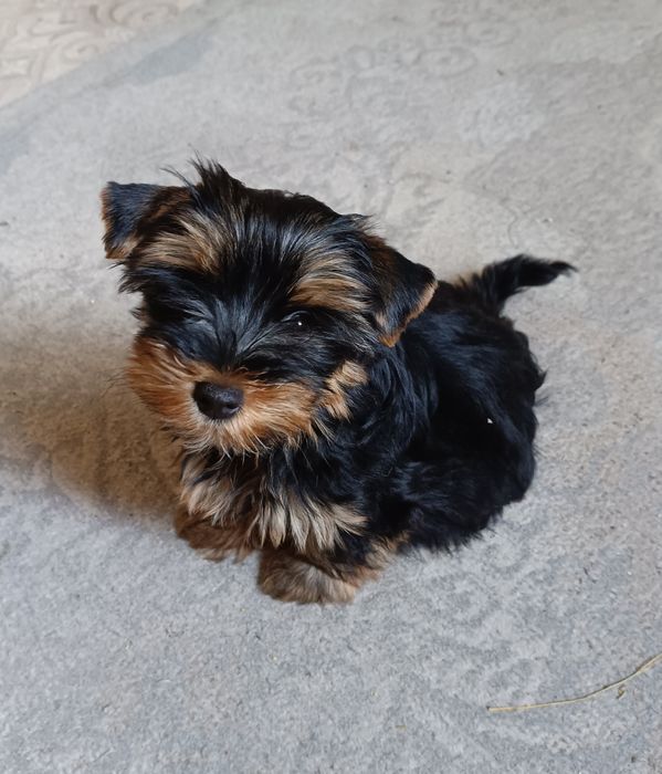 Щенок йоркширского терьера