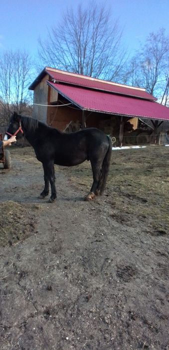 Vând Armăsar din Mama Frizian / Tata Semigreu.