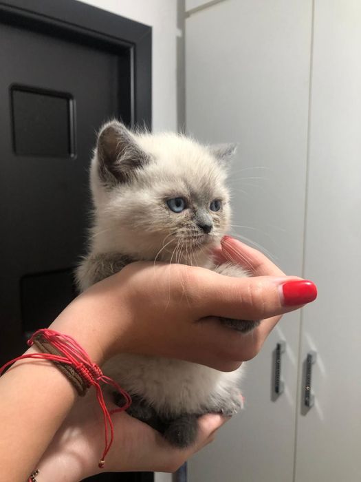 Fetita British shorthair