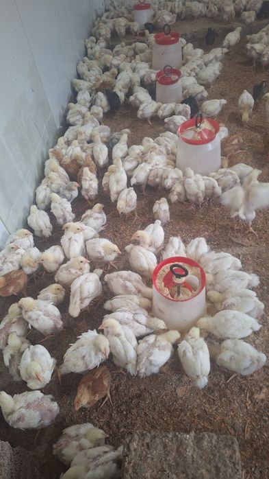 Pui de carne si rasa mixta