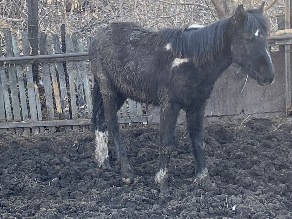 Жеребенок 10 месяцев