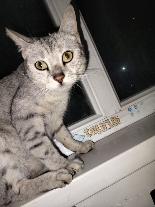 Кошка британская