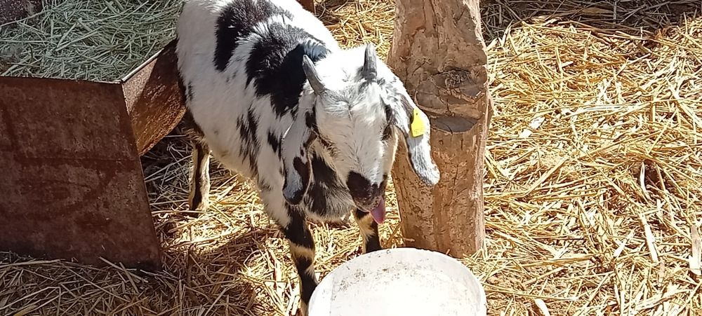 Сүтті ешкі. Парода нуби