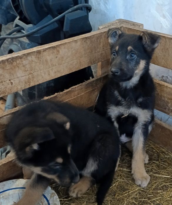 Щенки  Вео 2 месяца