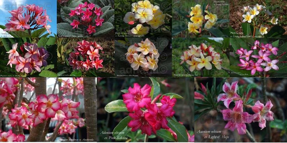 Plic a cate 25 seminte Plumeria Frangipani Rubra si Adenium Obesum