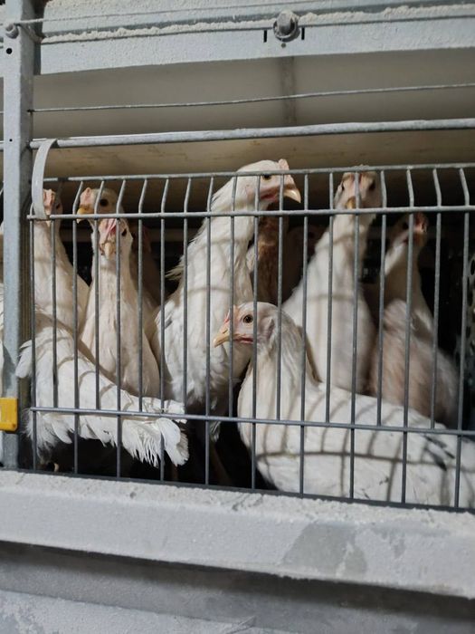 Lomin sindi 105 kunli