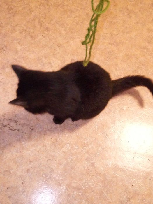 Отдам молодого кота