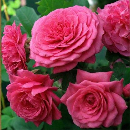 Сортовые корни роз, 1сорт