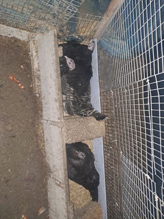 Kurk kurkalar soni7ta