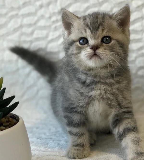 Котята Чистокровные