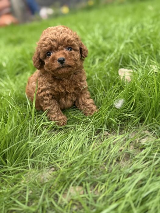 Пудел Той/Poodle Toy