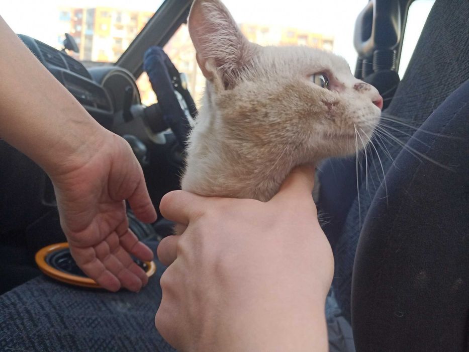 Пристраивается найденный кот.