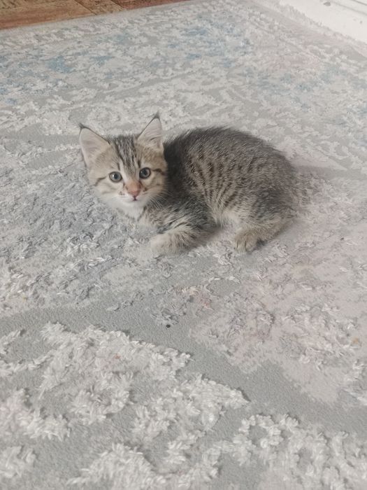 Котенок девочка 2 месяца