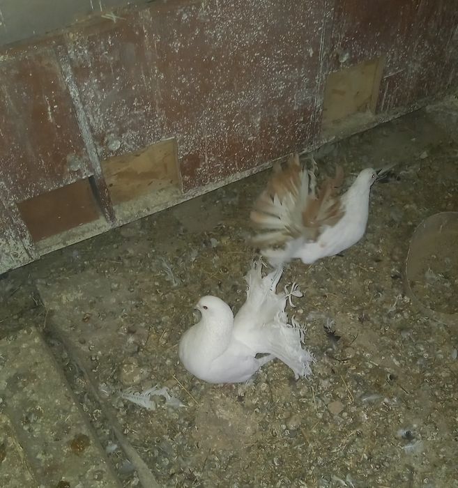 Голуби павлины кептер