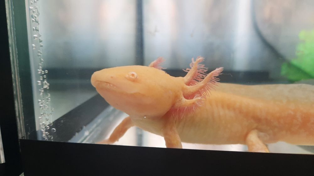 Аксалотель золотой