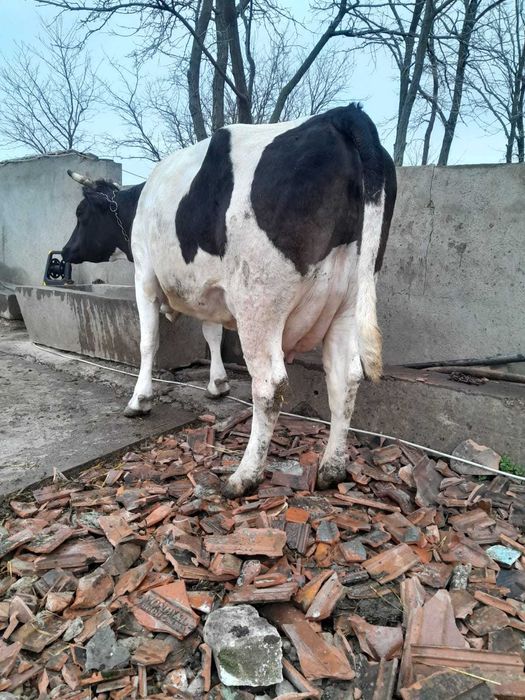 Vand vaca tanara buna de lapte