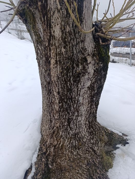 Vând lemn de nuc uscat