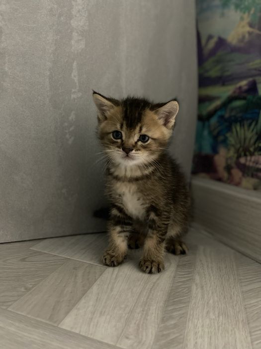Продам котят девочка и мальчик