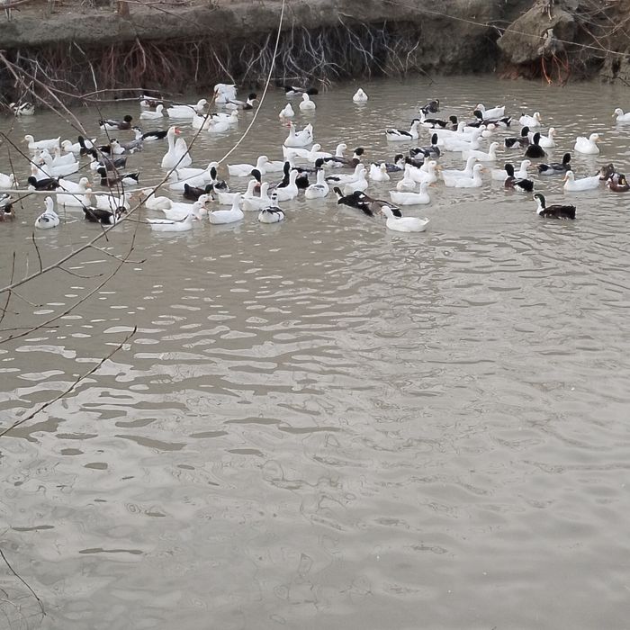 Urdaklar хаммаси нар