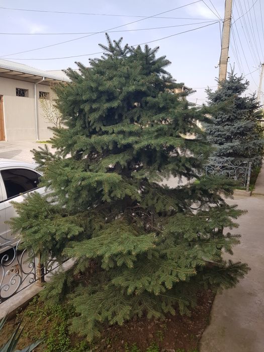 Голубая ель  (Golubaya yel) арча