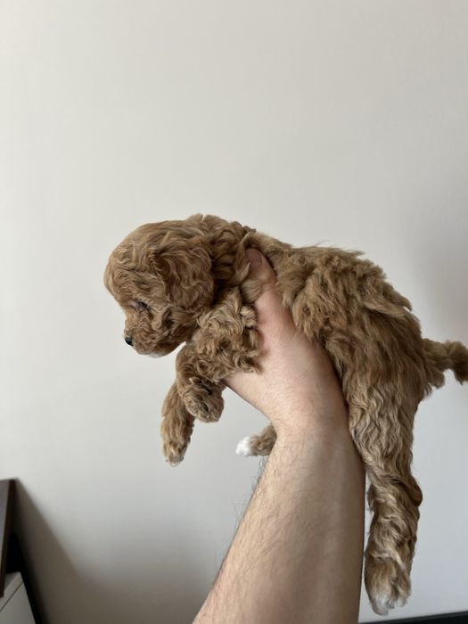 Той Пуделчета Мини