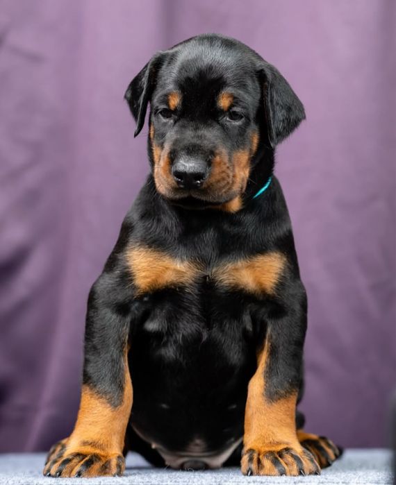 Открыта бронь Доберман щенки