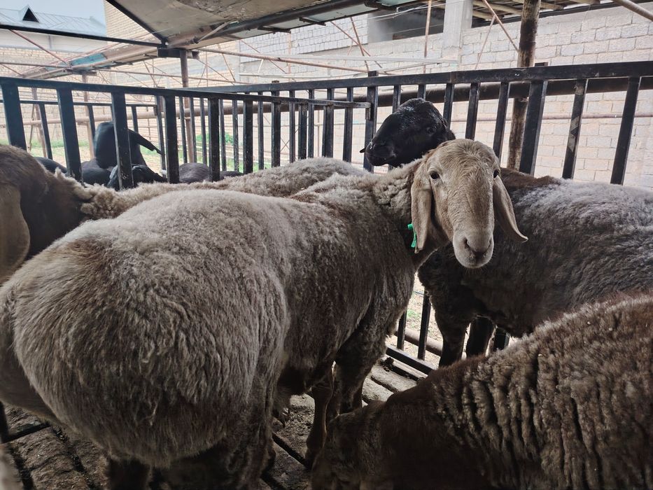 Qo'chqorlar sotiladi. Qirg'iz qo'chqor