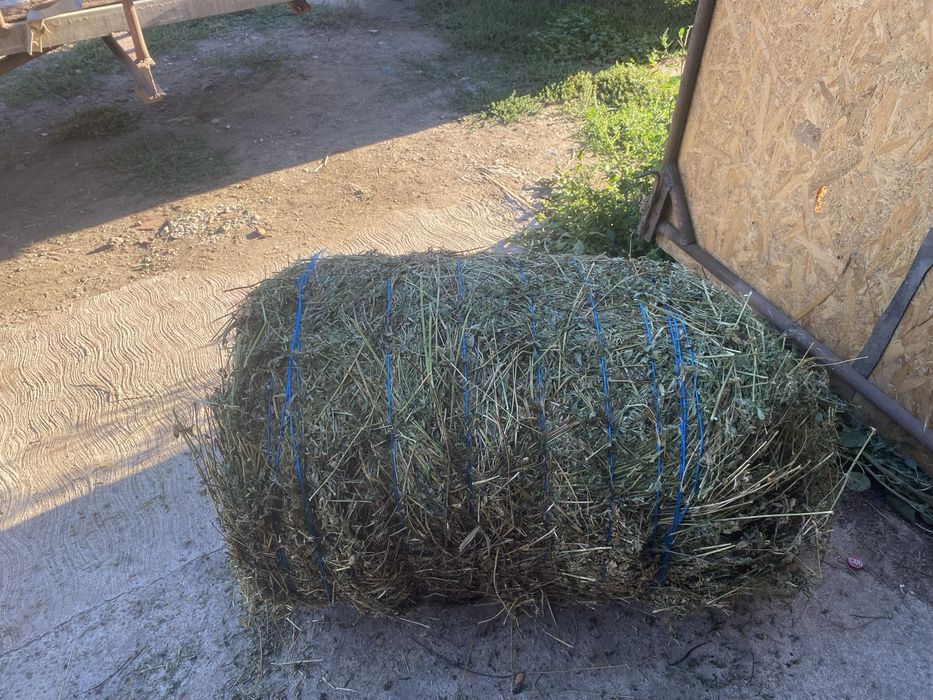 VÂND BALOȚI lucernă sau amestec