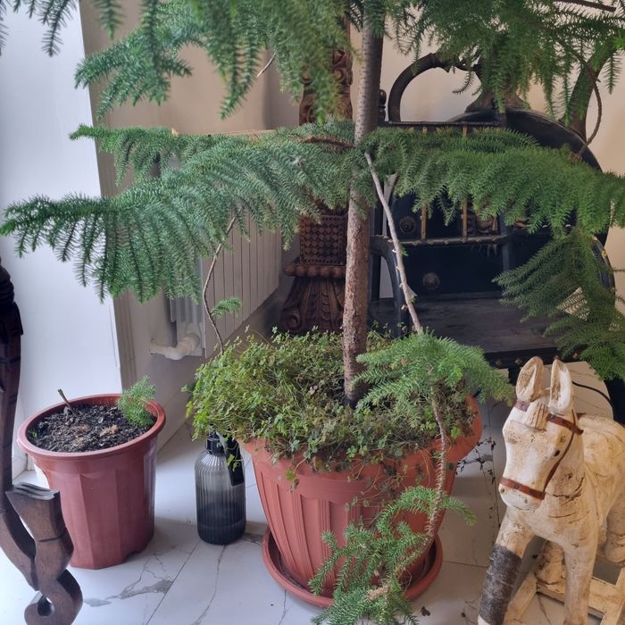 Домашняя ель,,Араукария,,-для интерьера.