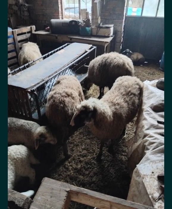 Продавам овце с агнета