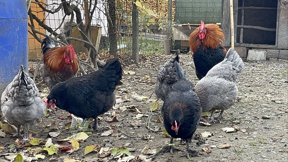 Gaini si cocoși Marans