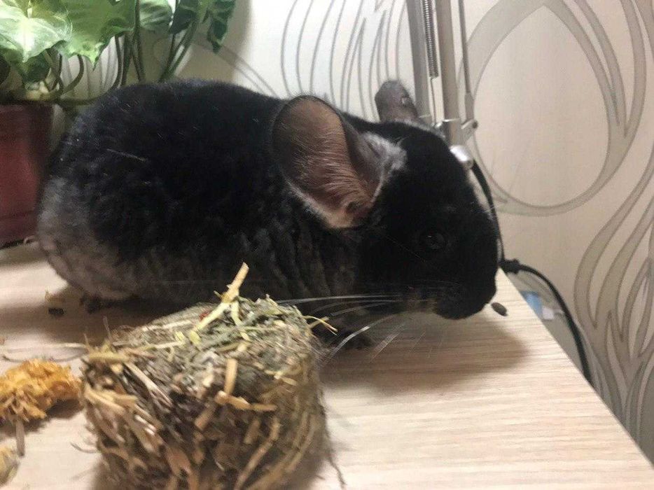 Шиншиллы лучшие в Узбекистане