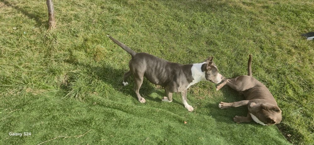 Малки чистокръвни сиви Питбули