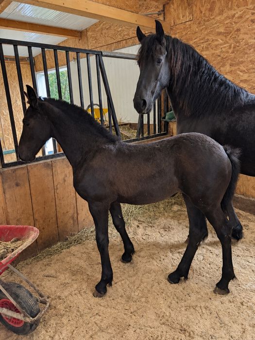 Mânza Friesian/Frizian