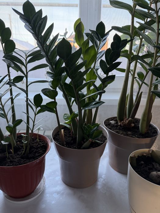 Продам замиокулькас долларовое дерево