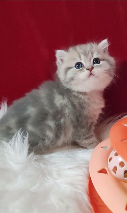 Продается чистокровный котенок мальчик