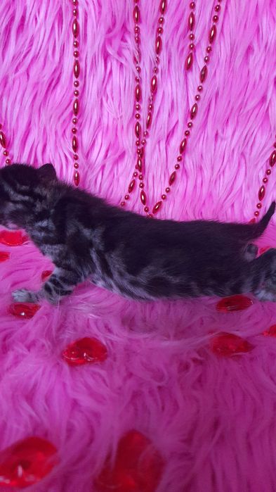 Бенгальские котята