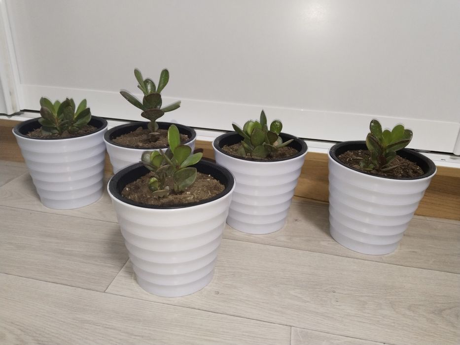 Растения для дома и офиса