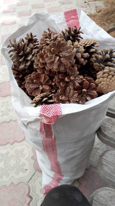 продам шишки сосновые