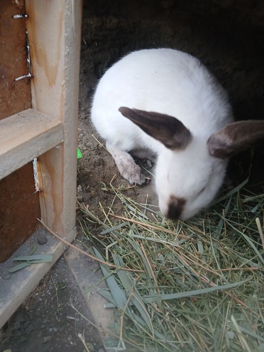 Quyonlar sotiladi 2 ta moda   1 ta nar modalar bo'g'oz narxi 300 ming.