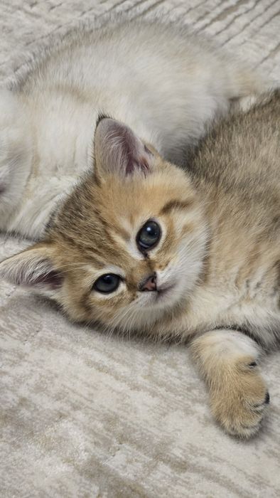 Продаются породистые котята (британская/шотландская линия)