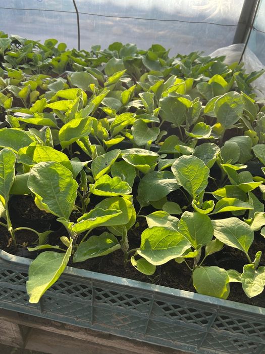 Рассада в ассортименте