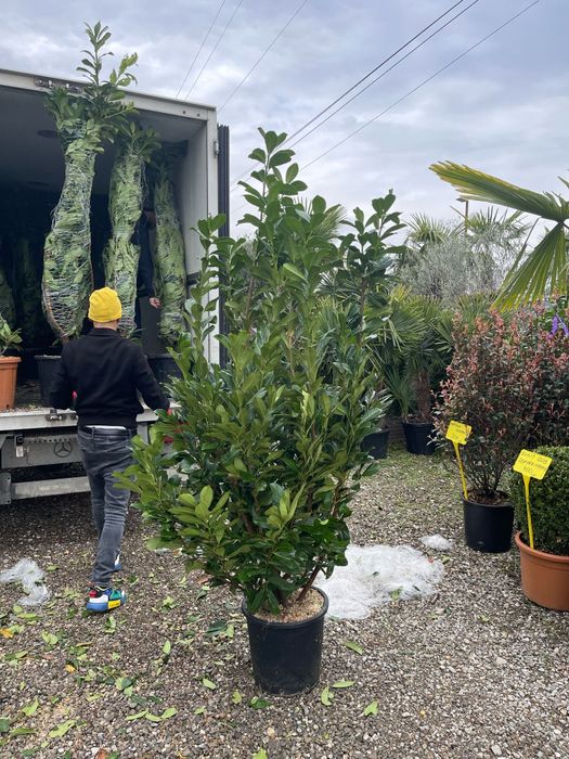Prunus laurocerasus pentru gard viu