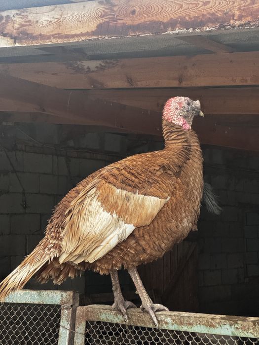 Продам Индюков