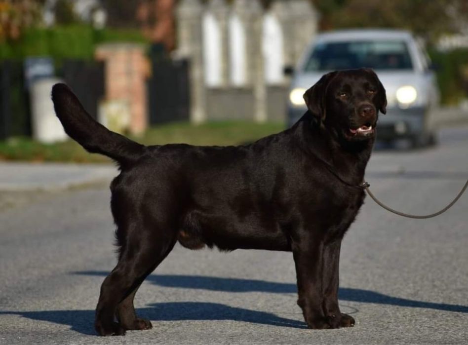 Labrador Retriever