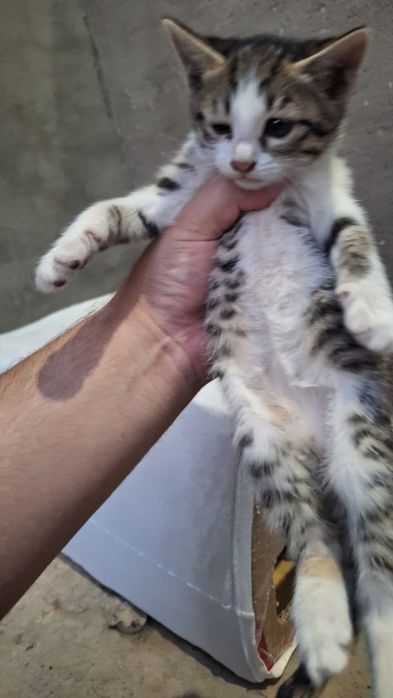 Мушуклар берилади