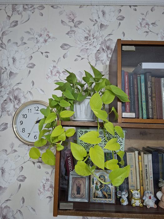 Продам сциндапсус неон