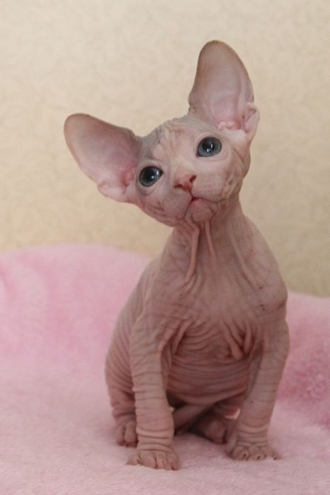 Котята канадского сфинкса