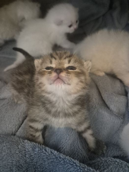 Британски котенца